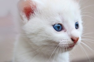  বেড়ালছানা w/blue eyes