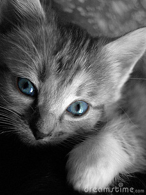  gatitos w/blue eyes