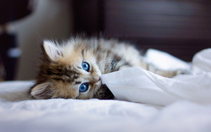  gattini w/blue eyes