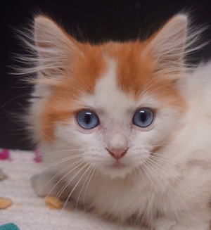 kittens w/blue eyes