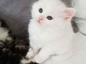  बिल्ली के बच्चे w/blue eyes
