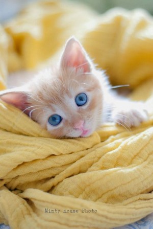 anak kucing w/blue eyes