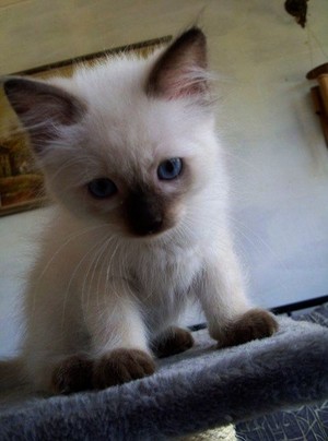  kittens w/blue eyes
