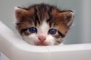  बिल्ली के बच्चे w/blue eyes