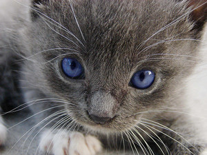  anak kucing w/blue eyes
