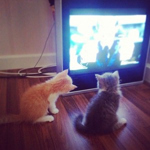 kittens watching tv