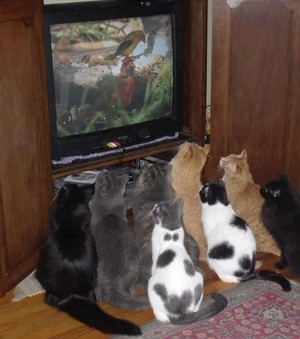  gatinhos watching tv