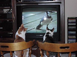  chatons watching tv