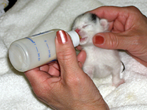  kitties drinking from bottle