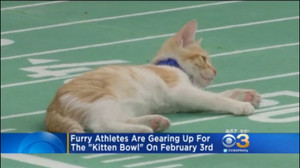  kitty bowl