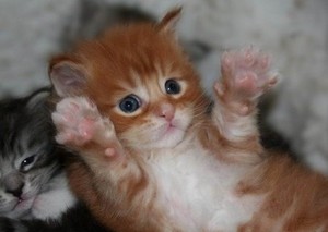  kitty double high five