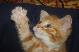  kitty high five