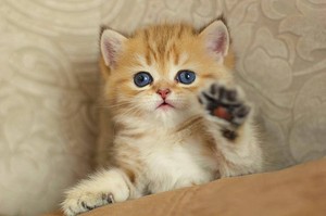 kitty high five
