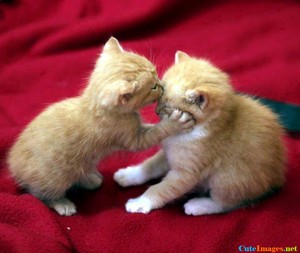  kitty प्यार