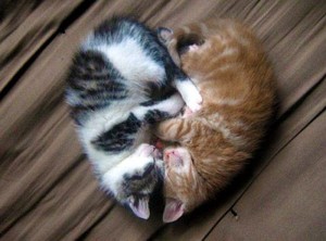  kitty cinta