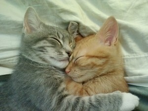  kitty 사랑
