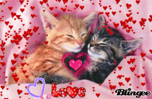  kitty love