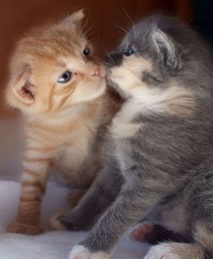  kitty 愛