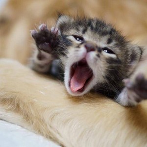  kitty yawn