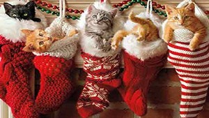  gattini in Natale stockings