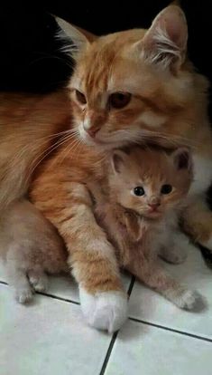  mama and baby বেড়ালছানা