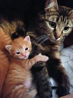  mama and baby Котята