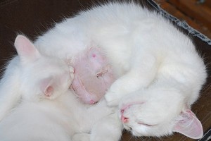 mama and baby kittens