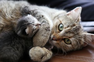  mama and baby 小猫