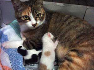  mama and baby gattini