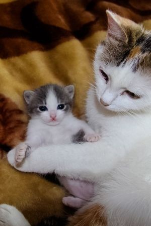  mama and baby 子猫