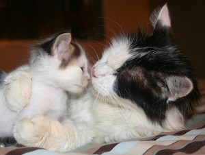  mama and baby mèo con