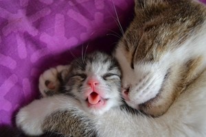  mama and baby Котята