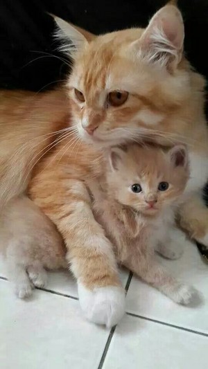  mama and baby chatons