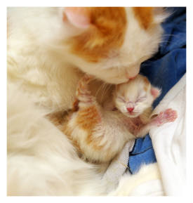  mama and baby kittens