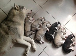  mama and puppies