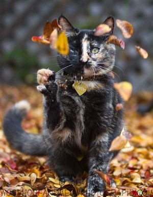  meow ~sweet autumn cat🌹♥