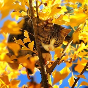  meow ~sweet autumn kitten🌹♥