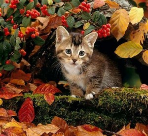  meow ~sweet autumn kitten🌹♥