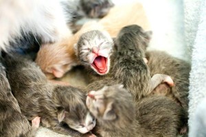  newborn kitties