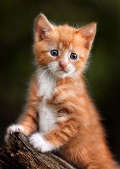  trái cam, màu da cam tabby mèo con
