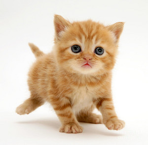  orange tabby anak kucing