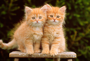  jeruk, orange tabby kittens