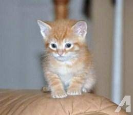  oranje tabby kittens