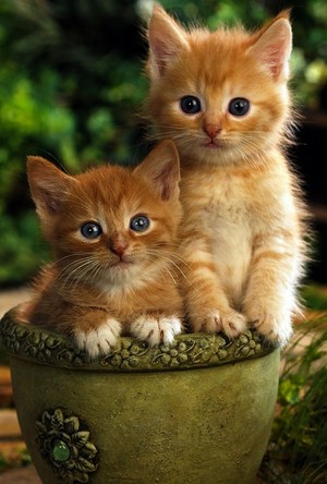  jeruk, orange tabby kittens