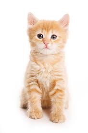  مالٹا, نارنگی tabby kittens