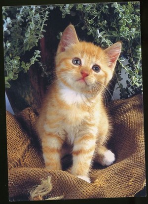  trái cam, màu da cam tabby mèo con