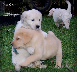  playful puppies