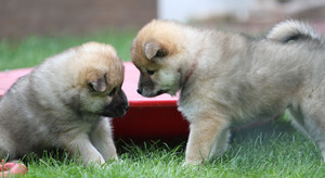 playful puppies