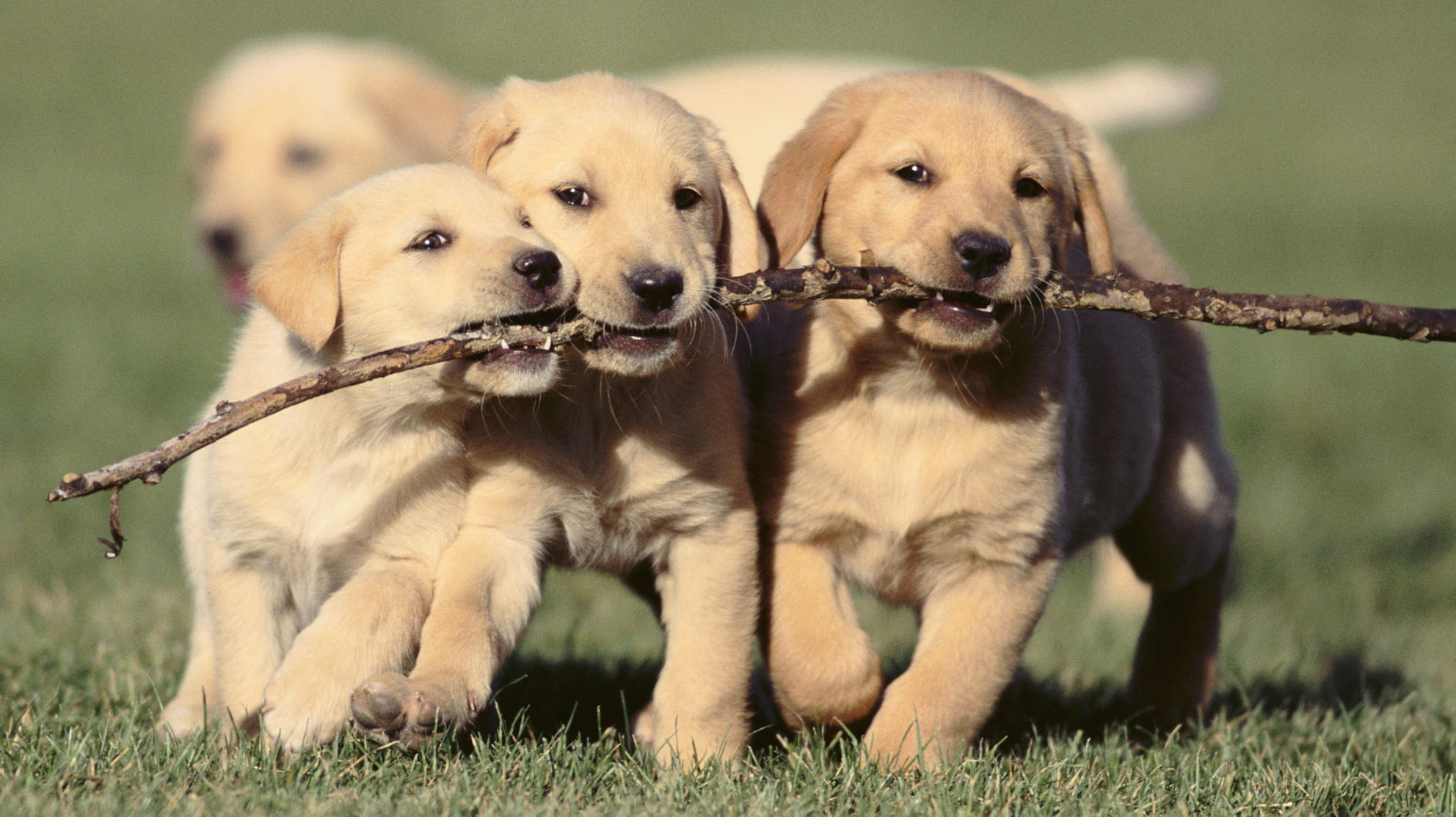 playful puppies - Cute Puppies Photo (41540150) - Fanpop