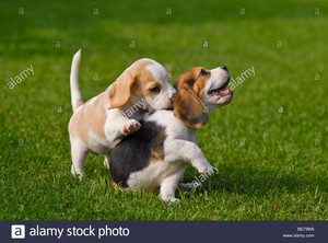 playful puppies